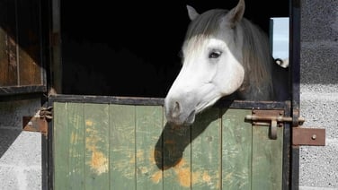 Capaillini, Thursday, May 29 on TG4