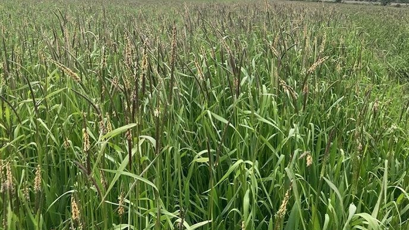 Blackgrass is mostly found in arable systems of the UK and mainland Europe