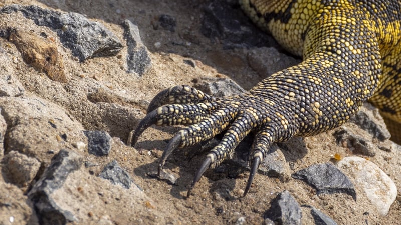 The tracks were found by amateur archaeologists on a 30cm-wide sandstone slab in a mountainous area of the southeast Australia (stock image)