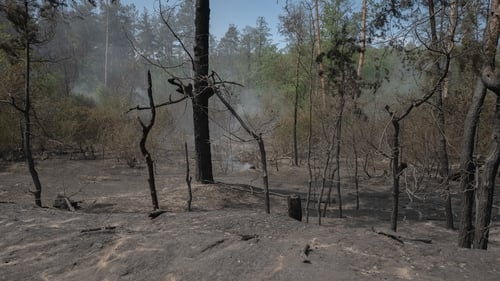 Charred trees remain after fire on May 5, 2025 in Izium, Ukraine. Photo: Getty Images
