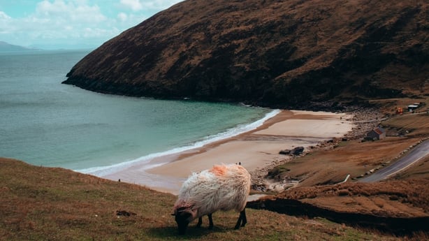 A photo of a sheep grazing on the coast of Achill Island