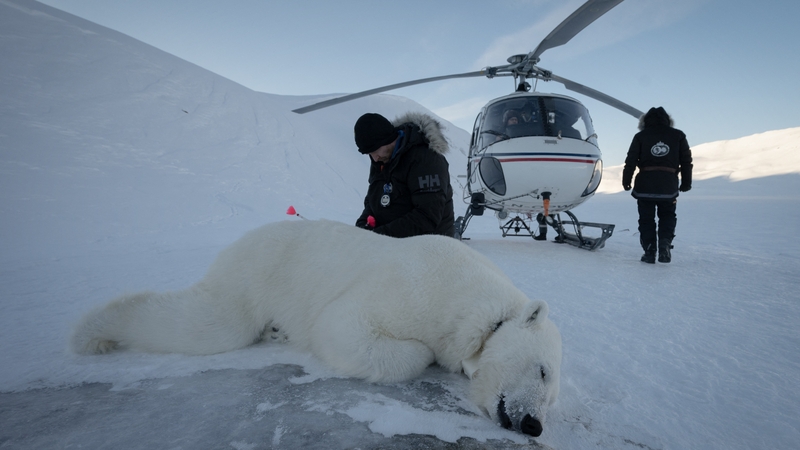 Norwegian veterinarian Rolf Arne Olberg checks if a polar bear is properly sedated in eastern Spitzbergen, in the Svalbard archipelago, Norway