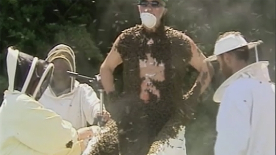 Head of the Irish Beekeepers' Association Philip McCabe wears a bee beard in 2005.
