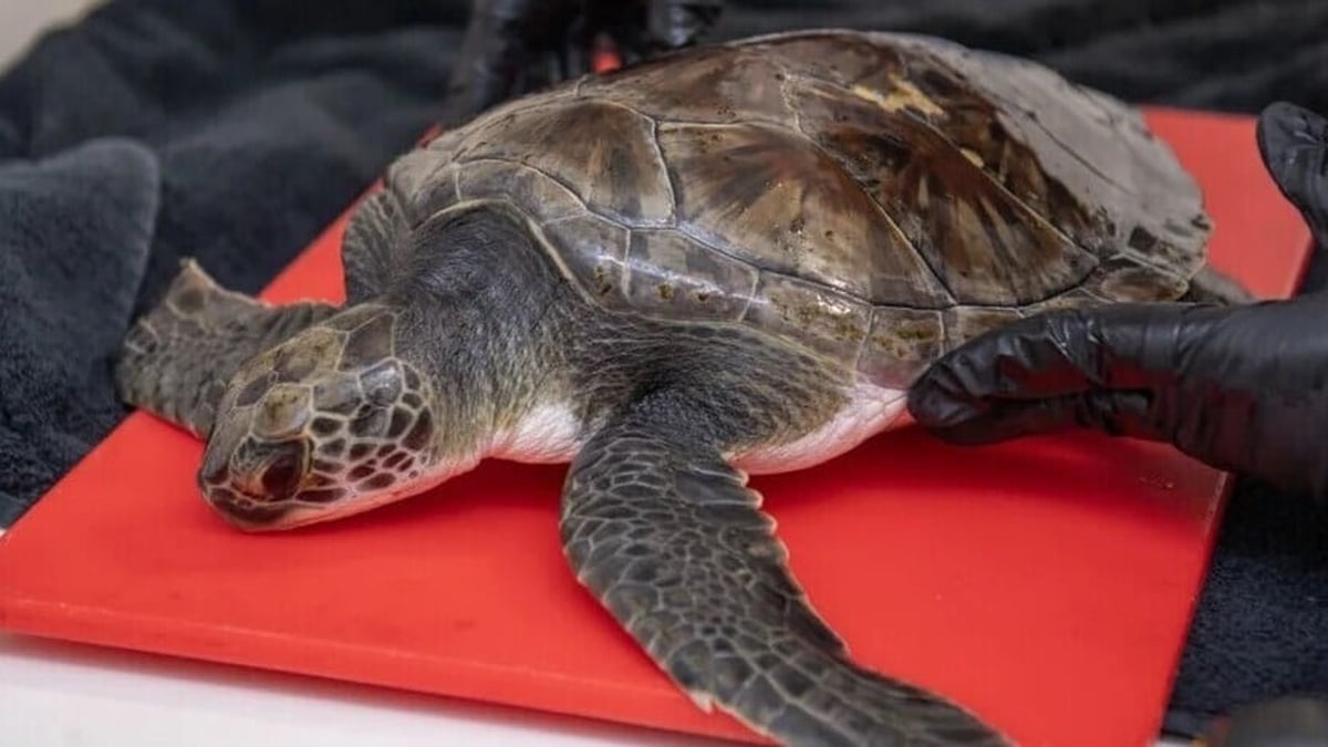 Solstice the turtle is going home