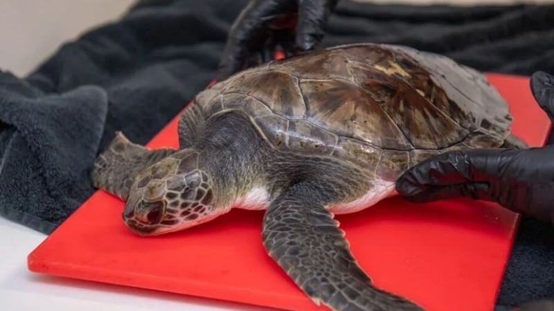 Solstice the endangered green turtle washed up on a beach in Co Clare last December