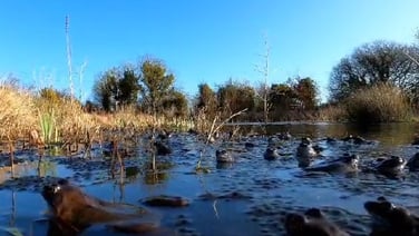Common Frogs Spawning
