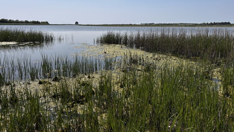Lady's Island Lake in Co Wexford is highly-polluted according to an EPA report