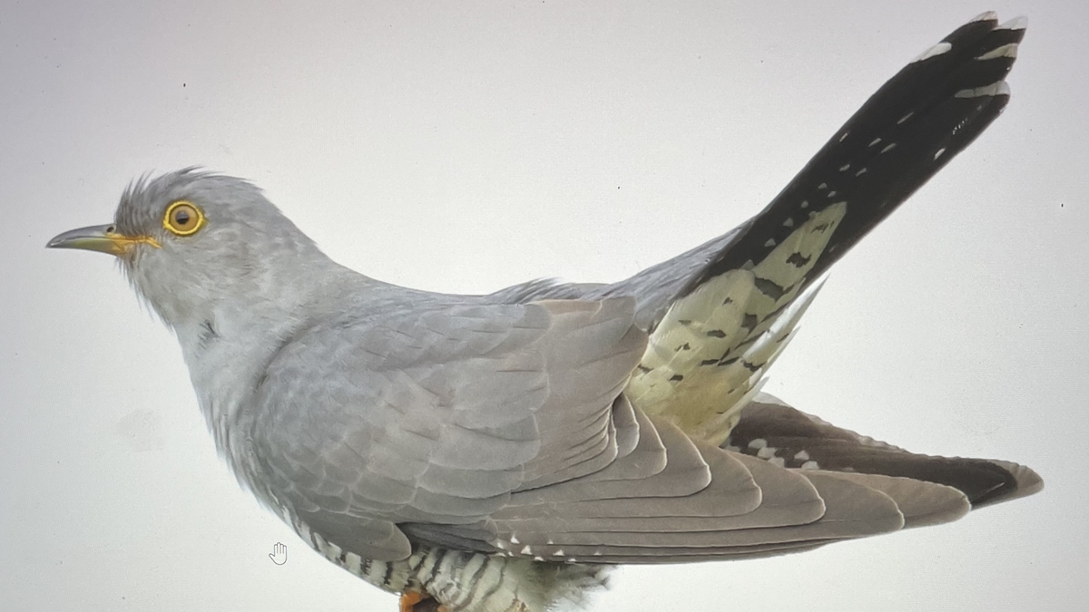 Going Cuckoo with Eric Dempsey!