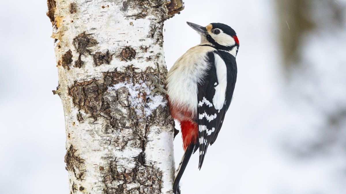 Rare bird looks set to stay in Dublin’s Phoenix Park . . . knock on wood