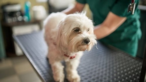 The CEO of a veterinary business has told the WRC that he has 'never heard of a veterinary surgeon on the dole'