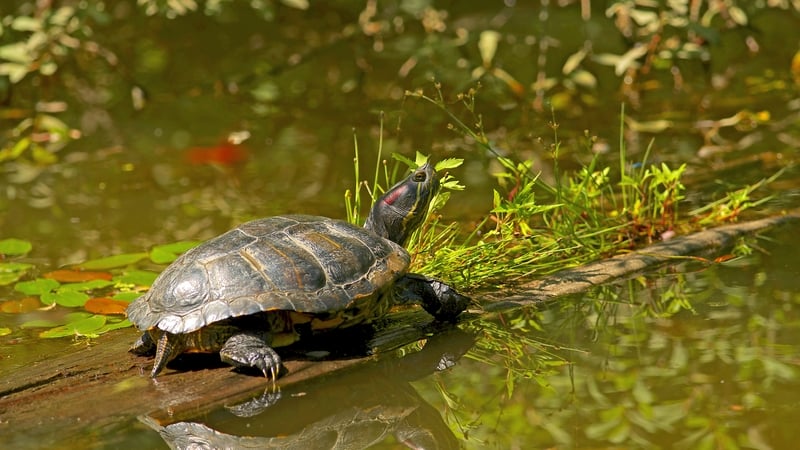 Pond slider or Trachemys turtles are considered to be highly invasive