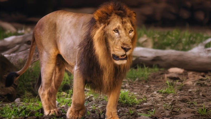 The Asiatic lion, which historically once roamed from the Middle East to India, is now reduced to an isolated population in a wildlife sanctuary in India's western state of Gujarat