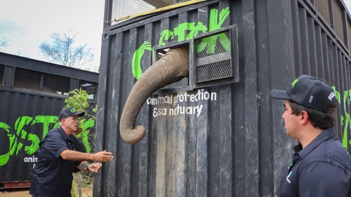 A keeper feeds an elephant as it is relocated from Culiacán