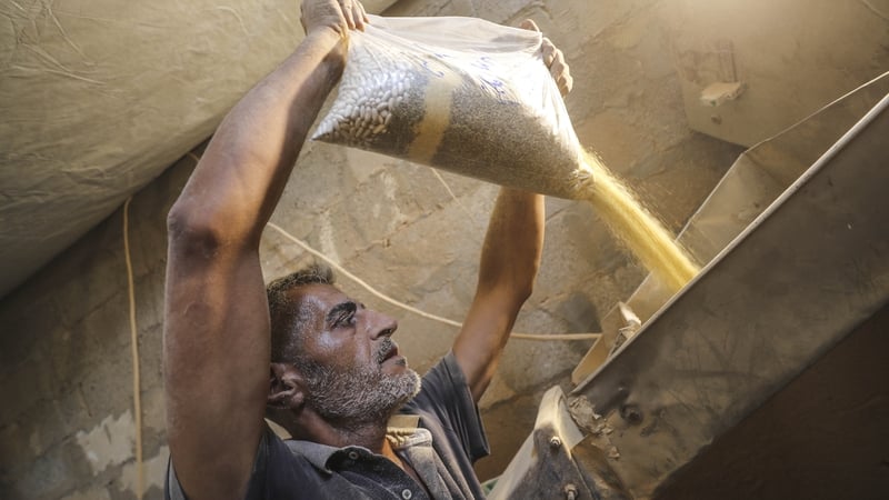 Palestinians grind legumes such as lentils and beans in grain mills in order to make bread