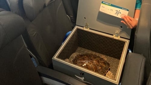 Solistice got the 'Very Important Turtle' treatment on the Aer Lingus flight to Gran Canaria