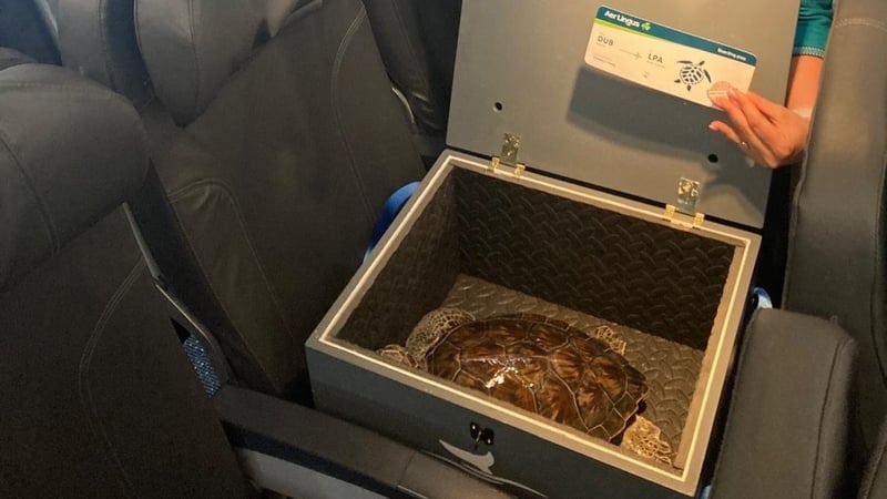 Solistice got the 'Very Important Turtle' treatment on the Aer Lingus flight to Gran Canaria