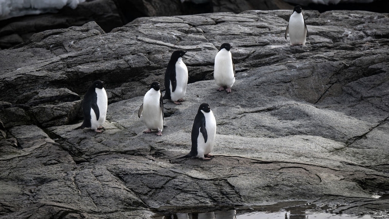 With virtually no human pollution and scant vegetation penguin colonies dominate as ammonia emitters in Antarctica