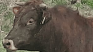 Joe Folan, Feirmeoir. show image