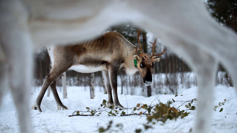 Finland has 4,305 reindeer owners and around 184,000 reindeer
