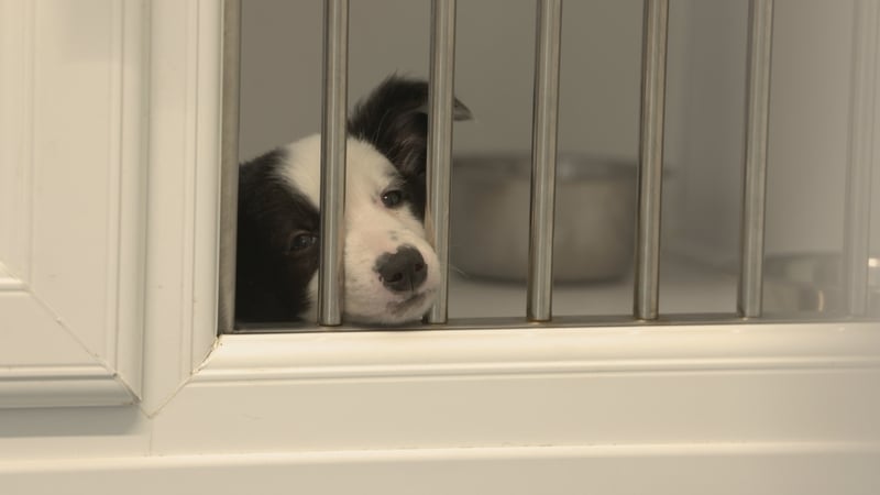 The DSPCA has many pets in its care