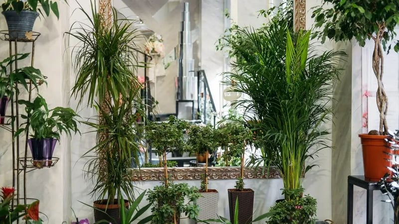 Get creative with indoor houseplants (Alamy/PA)