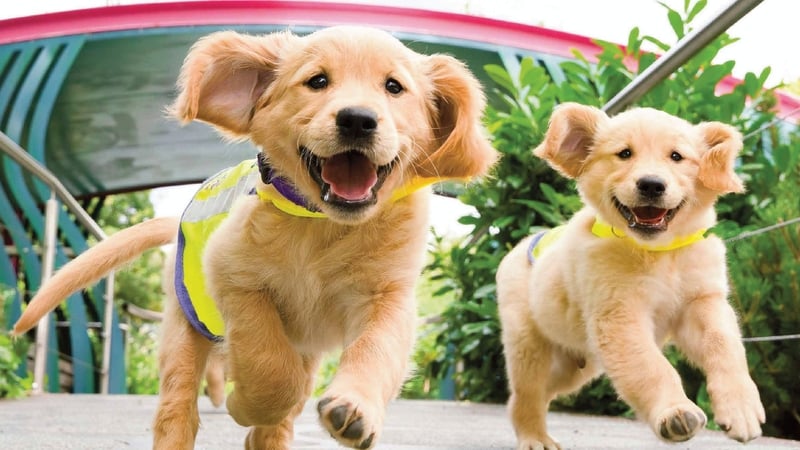 A growing body of research suggests dogs can detect seizures before they occur by picking up on subtle changes in human scent. Photo: Dogs for the Disabled