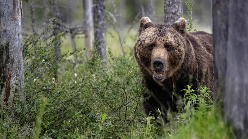 Brown bears are protected in Europe, but there are exemptions on shooting and several countries also allow bear meat consumption