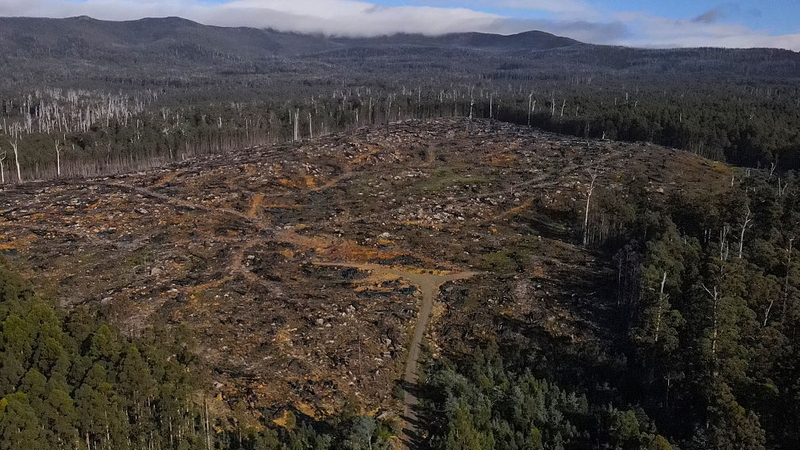 A partially logged section of a forest in the Grove of Giants in Huon Valley, Tasmania