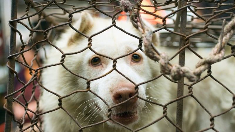 The charges related to causing unnecessary suffering, feeding, neglect and a failure to safeguard the health and welfare of animals (stock image)
