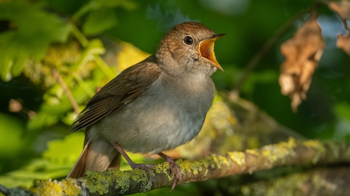 A Nightingale Sang in Berkeley Square