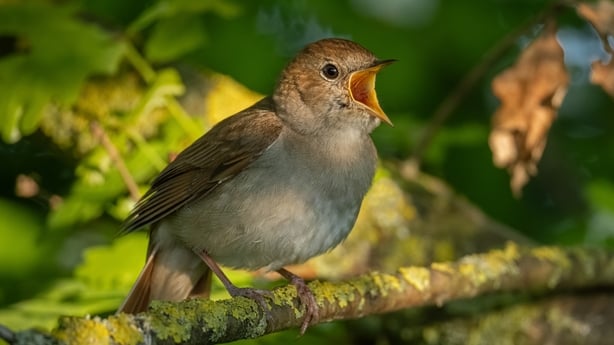 Male nightingale (Luscinia megarhynchos) singing on a tree.