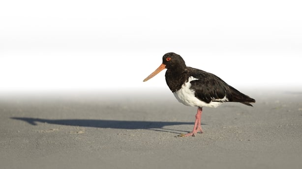 The pied oystercatcher (Haematopus longirostris) is a wading bird native to Australia and is commonly found along the coast.