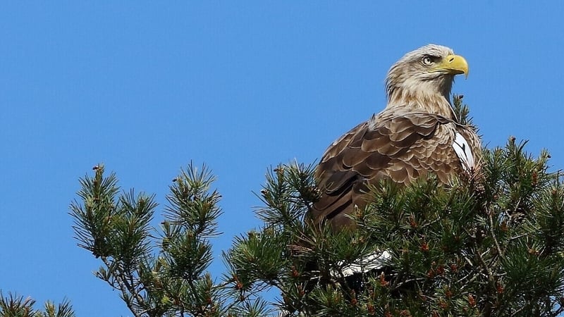 Caimín was found dead in Co Clare last Saturday (Credit: Bob Foyle)
