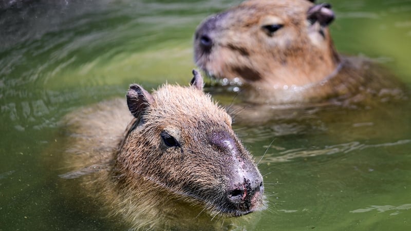 Capybaras are native to South Africa, but have become popular attractions at zoos worldwide