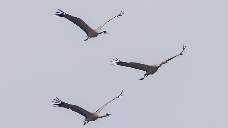 The Peatland Climate Action Scheme is drawing cranes to bog land in Co Offaly
