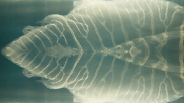 An image from Siobhan McDonald's new exhibition Sea Bones