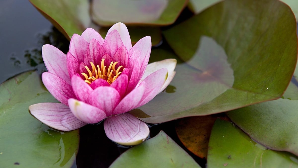 Naturefile - Waterlilies 
