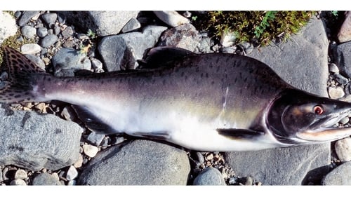 Pacific pink salmon pose a threat to estuarine and coastal marine fish species