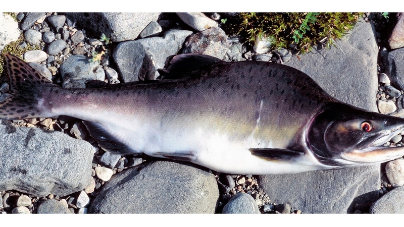 Pacific pink salmon pose a threat to estuarine and coastal marine fish species