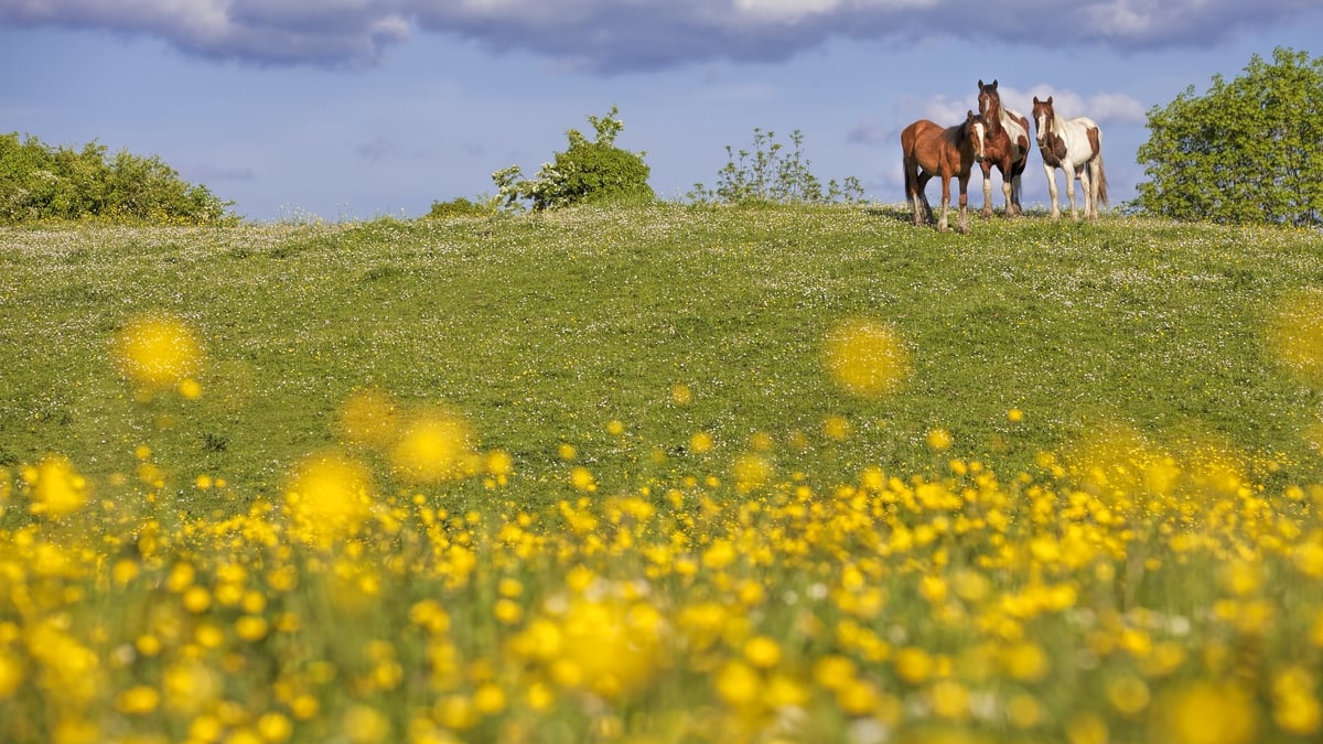 What's happening in County Meath national park