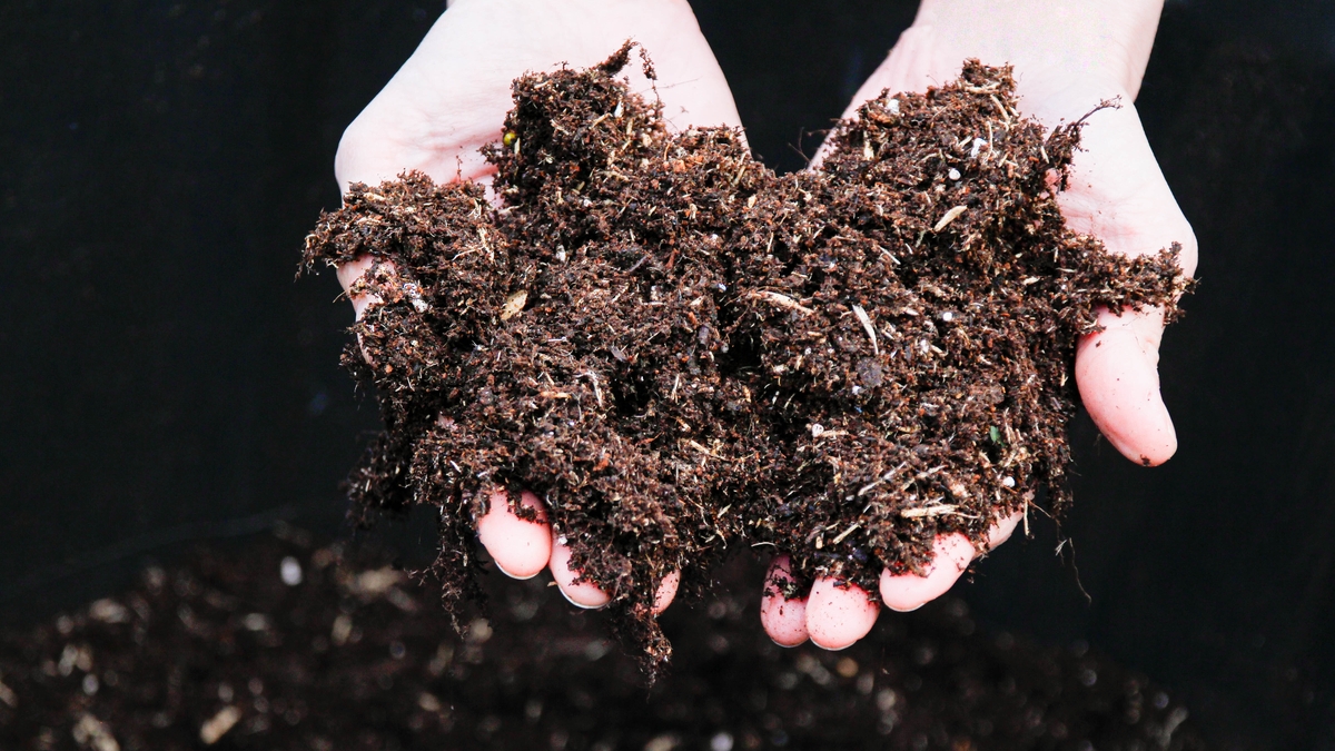 How Korean natural farming can yield delicious vegetables