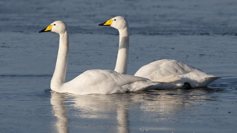 Lough Neagh is an important wintering ground for a host of different bird species including whooper swans