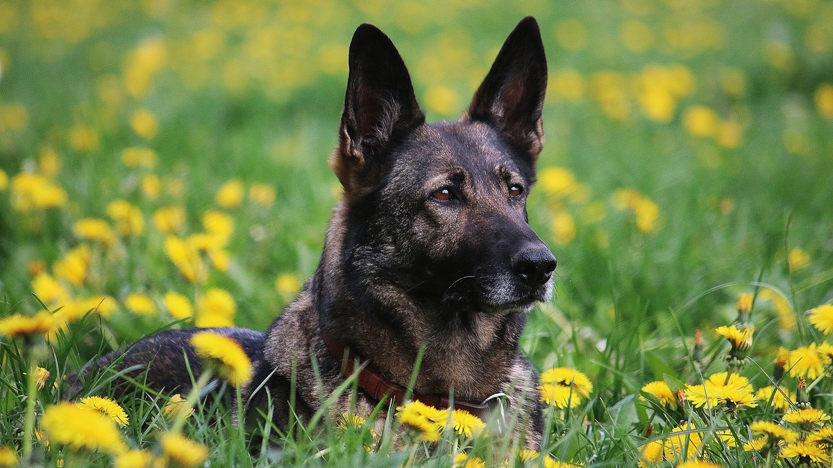 Commissioner rules out cadaver dogs for garda operations