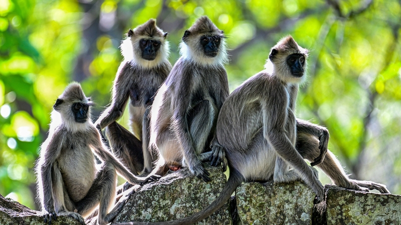Monkeys are pictured in an enclosure outside the Mihintale temple at Mihintale village, in Anuradhapura, Sri Lanka on 15 March