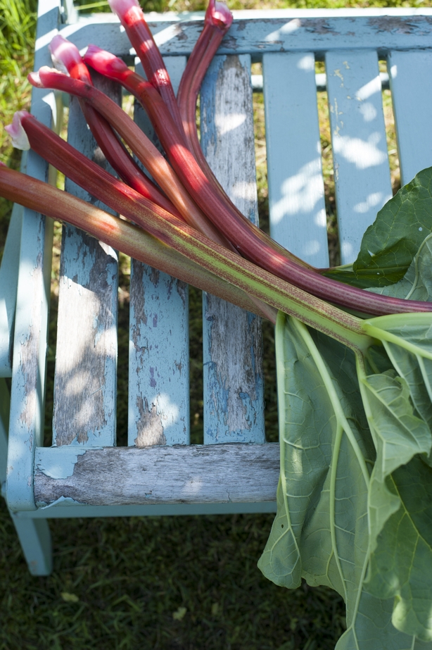 a bunch of rhubarb on a chair