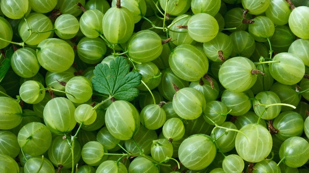 a pile of green gooseberries