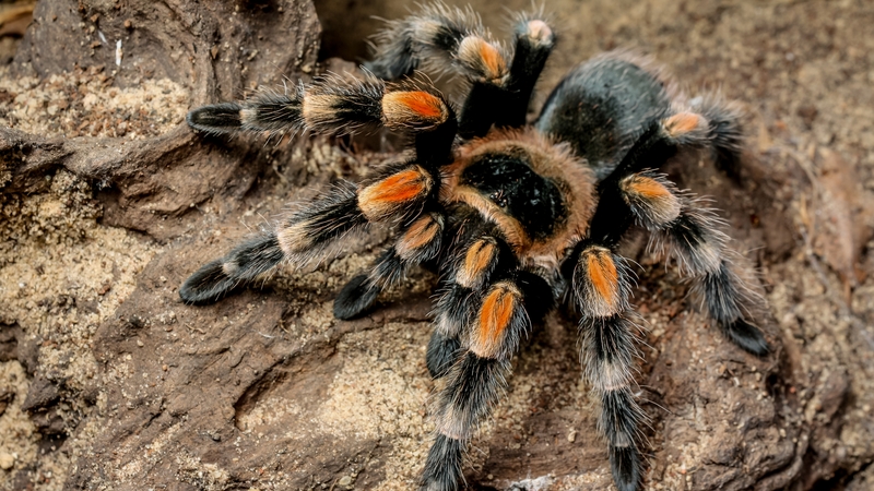 The passenger was carrying two tarantula spiders on arrival in Mumbai (stock image)