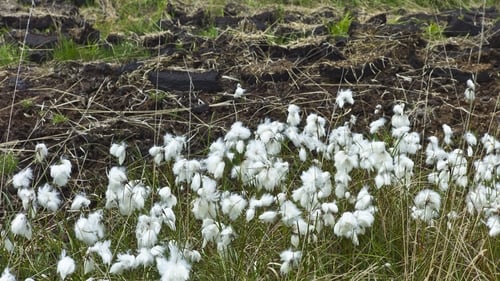 Land use is a major source of Ireland's carbon emissions
