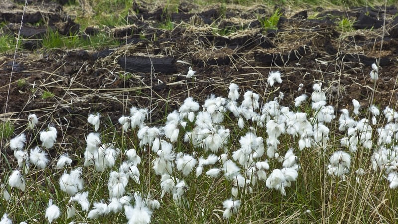 Land use is a major source of Ireland's carbon emissions