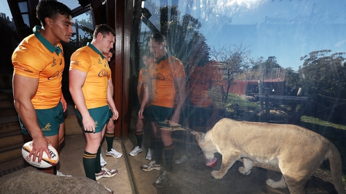 Joseph Suaalii (l) and Angus Bell visit the lions at Taronga Zoo in Sydney